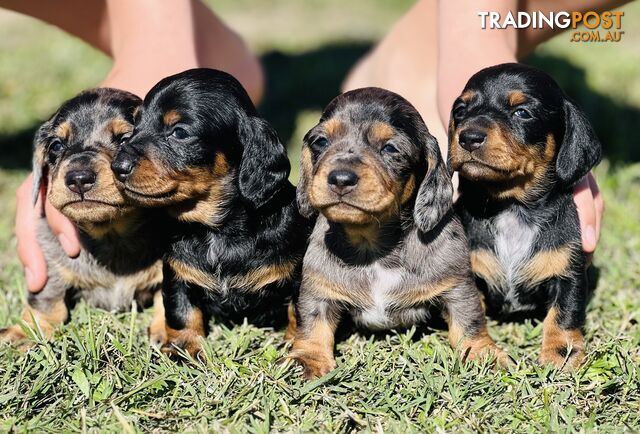 Miniature Dachshund Puppy