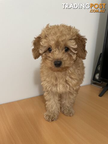 Female Toy Poodle looking for her forever home! 10 weeks old.