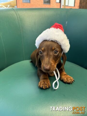 Miniature Dachshund Puppies ready for Christmas!