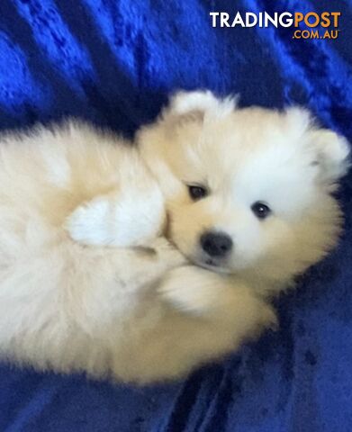 Japanese Spitz Puppies for sale - pure bred