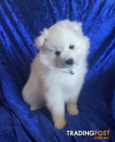 Japanese Spitz Puppies for sale - pure bred