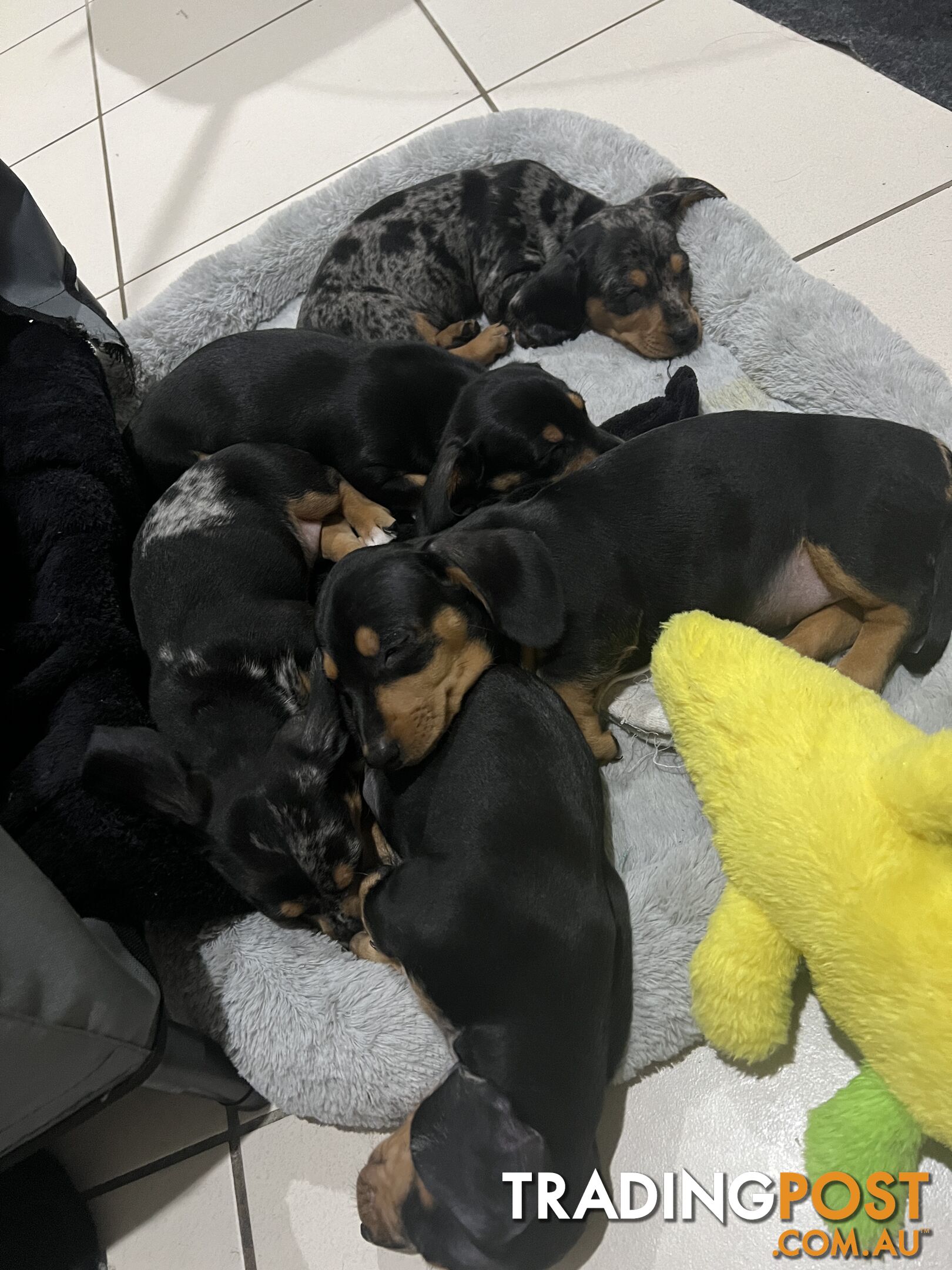 Dachshund puppies - AVAILABLE NOW - 3 Dapple, 2 black and tan