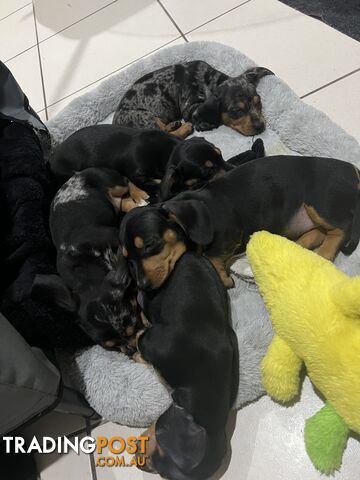 Dachshund puppies - AVAILABLE NOW - 3 Dapple, 2 black and tan