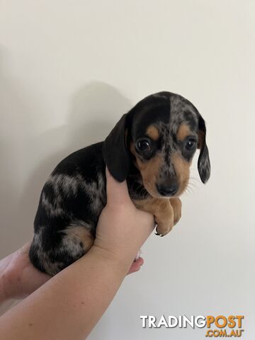 Dachshund puppies - AVAILABLE NOW - 3 Dapple, 2 black and tan