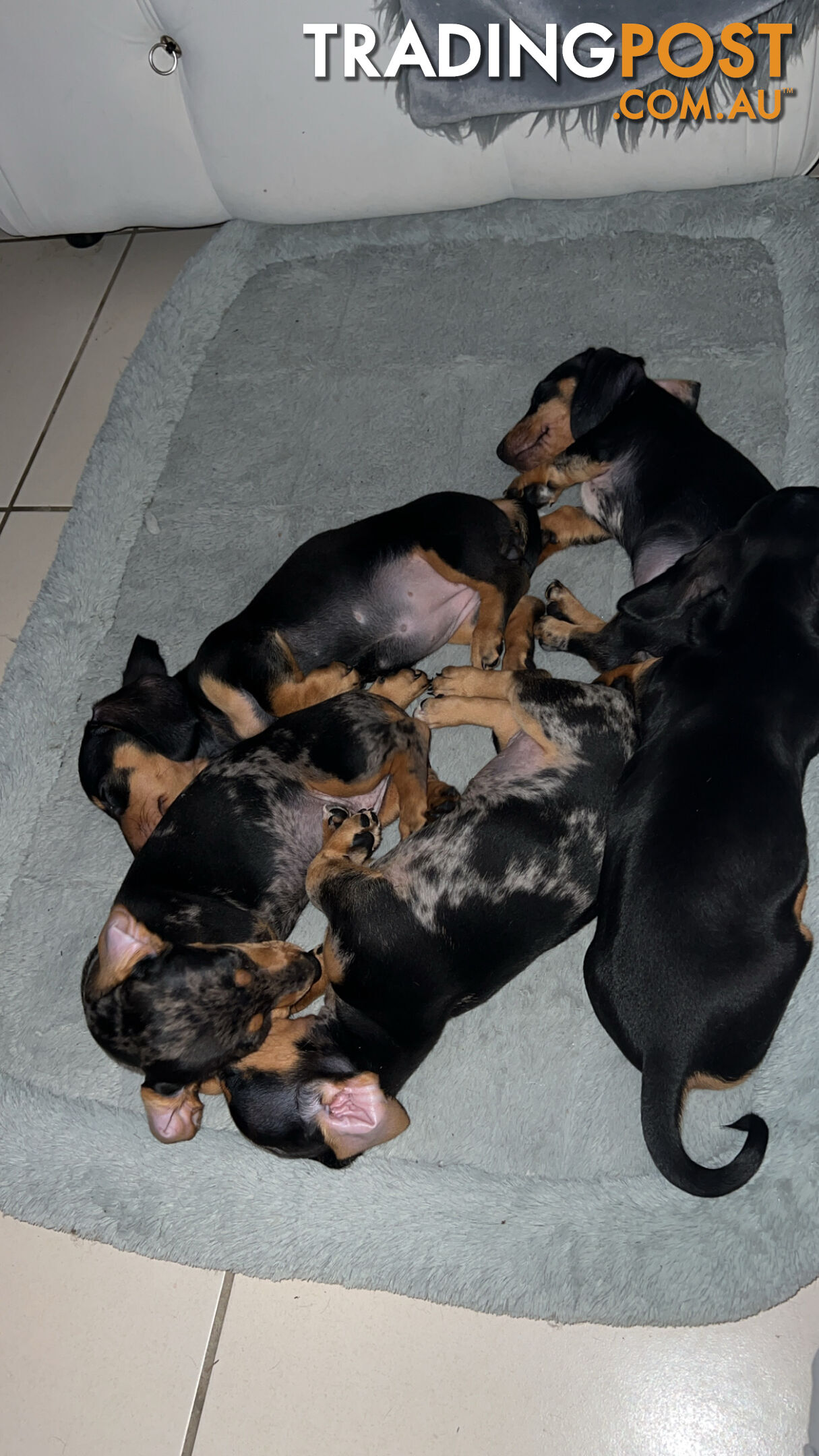 Dachshund puppies - AVAILABLE NOW - 3 Dapple, 2 black and tan