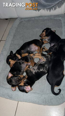 Dachshund puppies - AVAILABLE NOW - 3 Dapple, 2 black and tan