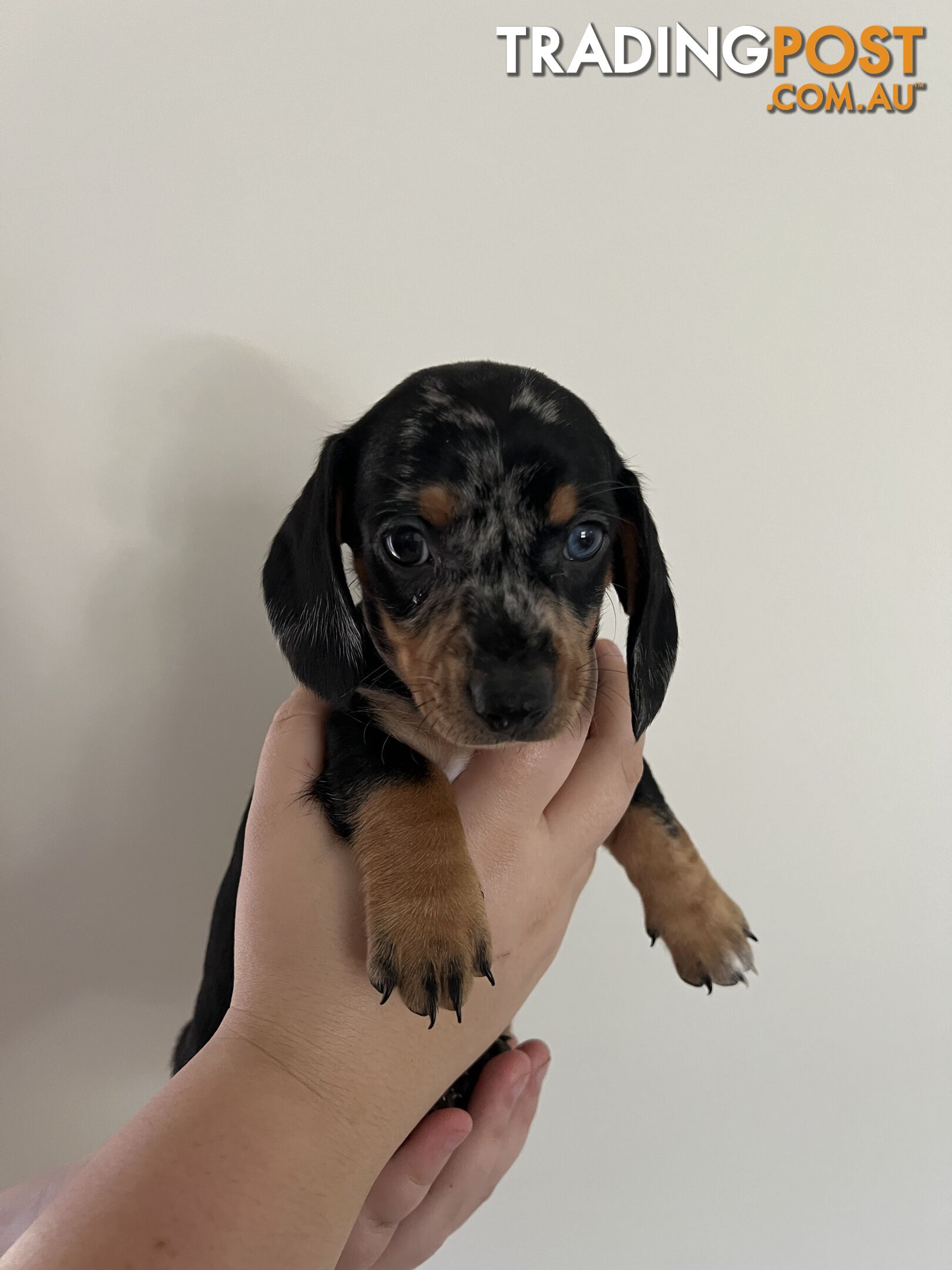 Dachshund puppies - AVAILABLE NOW - 3 Dapple, 2 black and tan