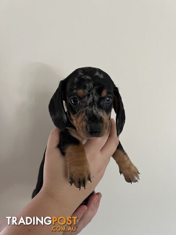 Dachshund puppies - AVAILABLE NOW - 3 Dapple, 2 black and tan