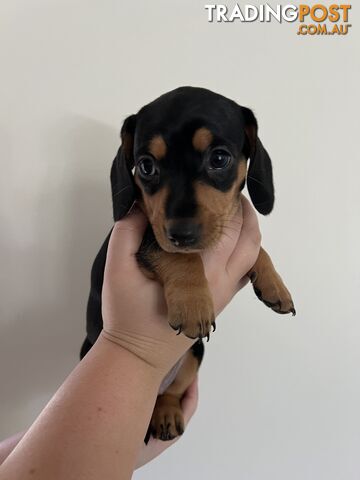 Dachshund puppies - AVAILABLE NOW - 3 Dapple, 2 black and tan