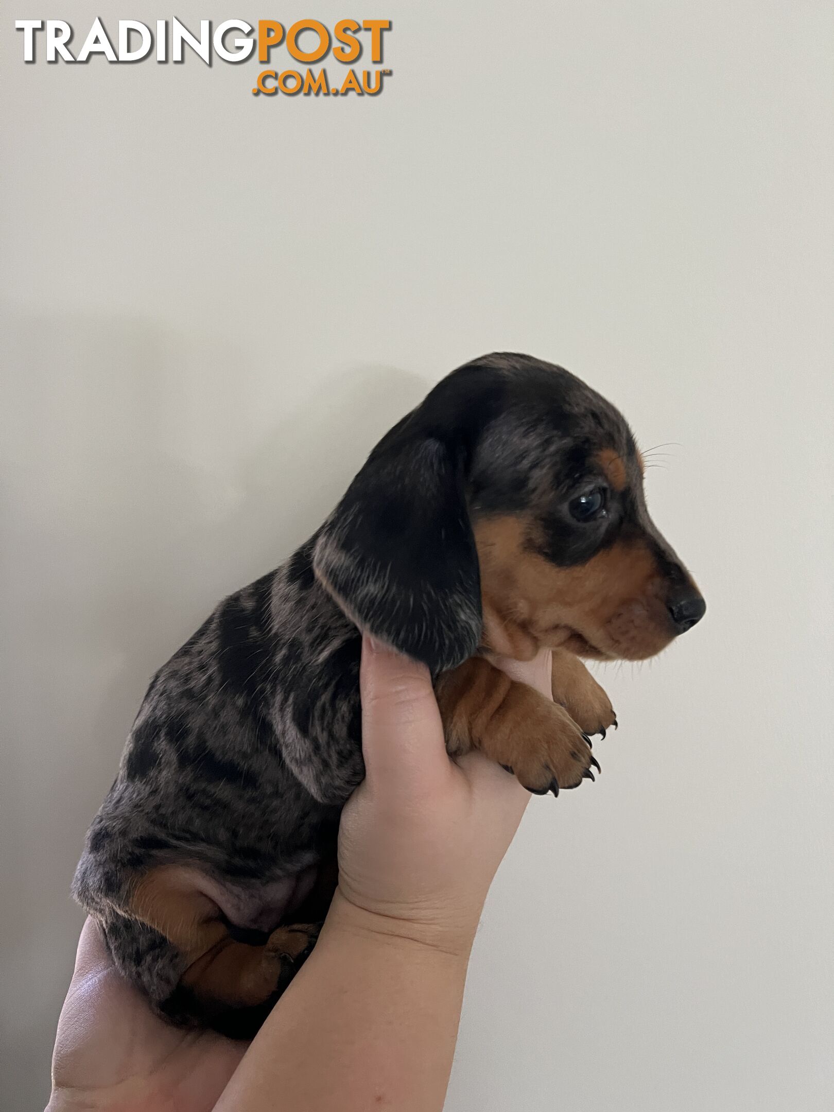 Dachshund puppies - AVAILABLE NOW - 3 Dapple, 2 black and tan