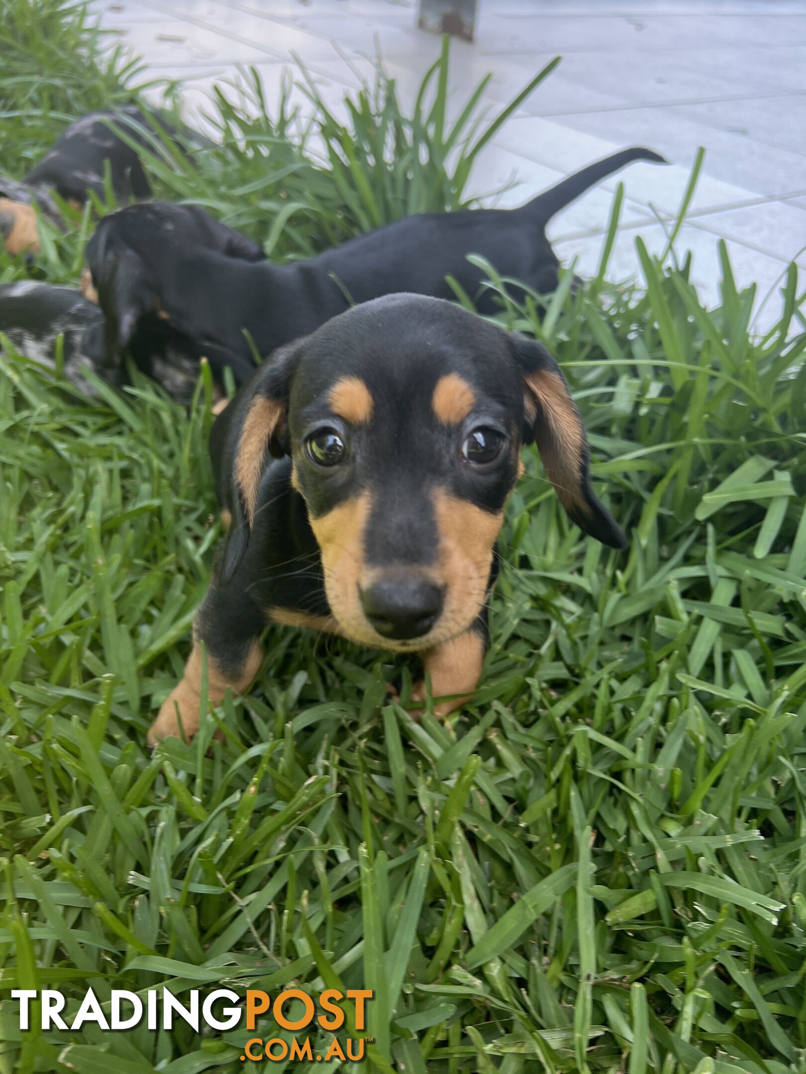 Dachshund puppies - AVAILABLE NOW - 3 Dapple, 2 black and tan