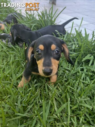 Dachshund puppies - AVAILABLE NOW - 3 Dapple, 2 black and tan