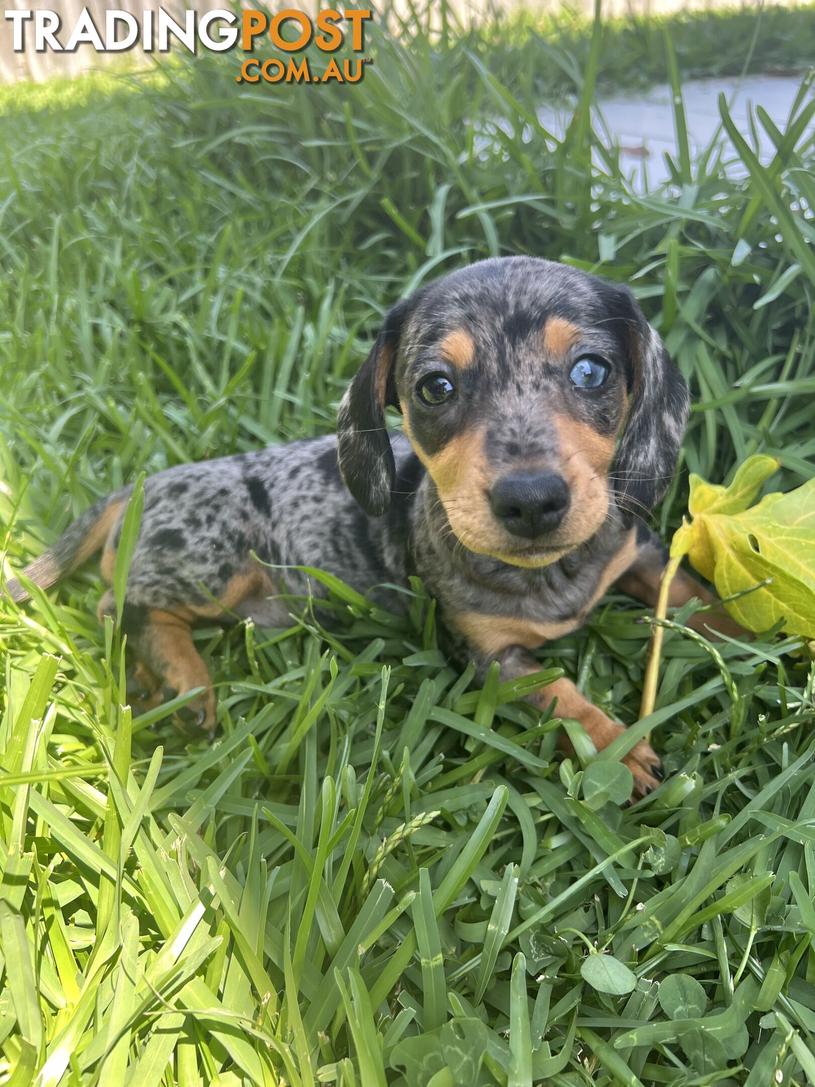 Dachshund puppies - AVAILABLE NOW - 3 Dapple, 2 black and tan