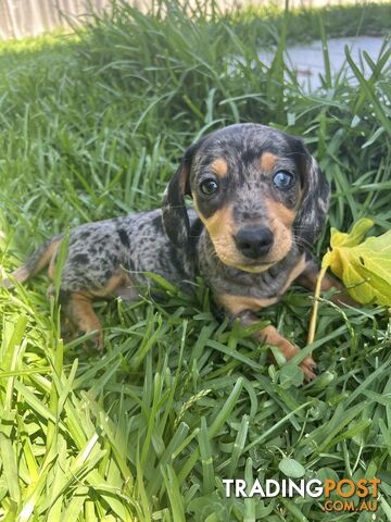 Dachshund puppies - AVAILABLE NOW - 3 Dapple, 2 black and tan