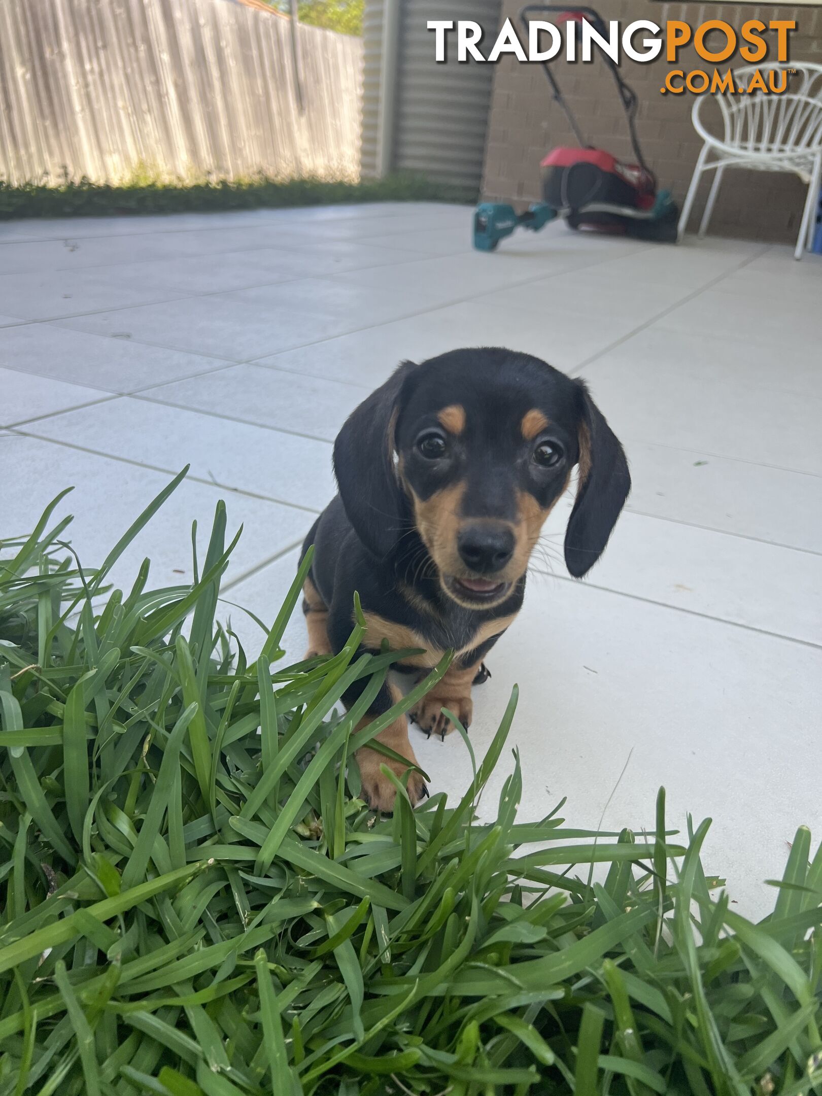 Dachshund puppies - AVAILABLE NOW - 3 Dapple, 2 black and tan