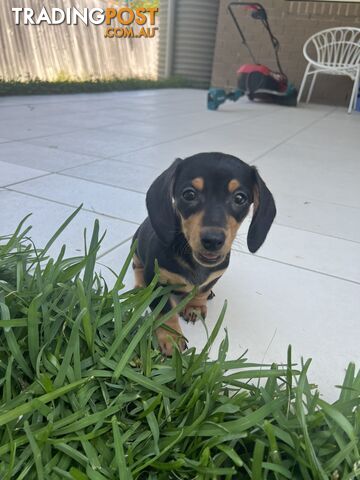 Dachshund puppies - AVAILABLE NOW - 3 Dapple, 2 black and tan