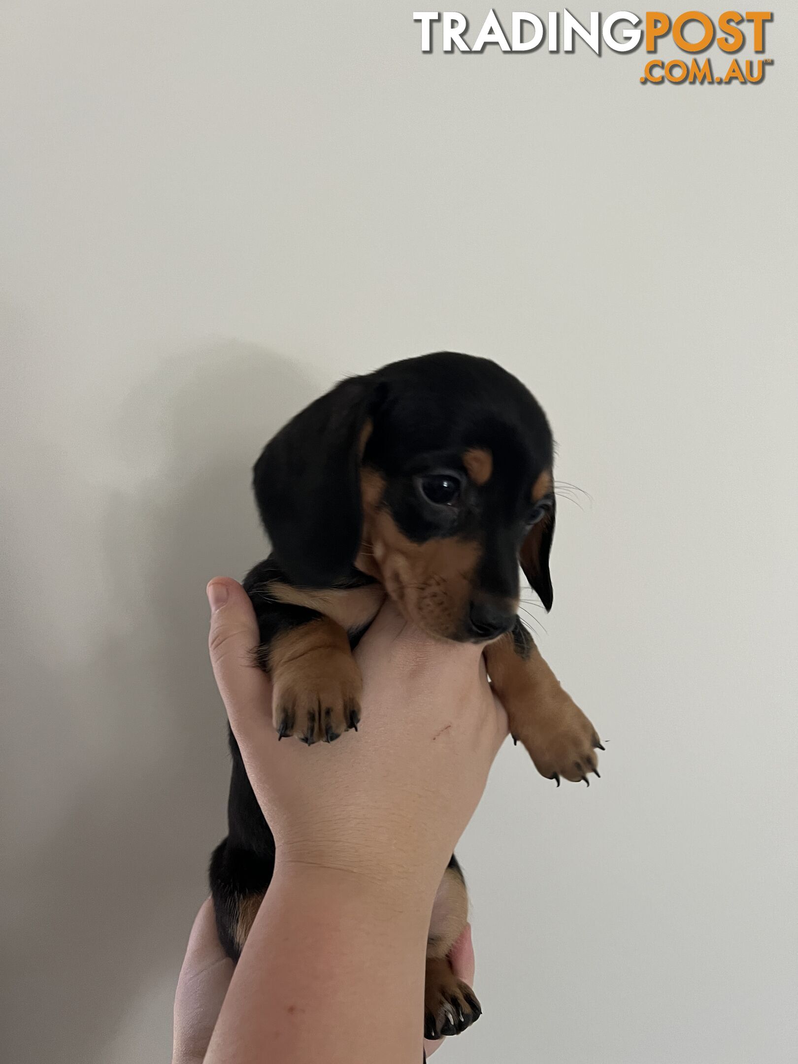 Dachshund puppies - AVAILABLE NOW - 3 Dapple, 2 black and tan