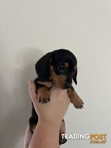 Dachshund puppies - AVAILABLE NOW - 3 Dapple, 2 black and tan