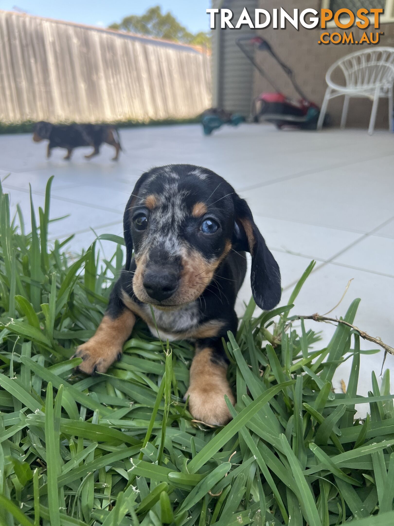 Dachshund puppies - AVAILABLE NOW - 3 Dapple, 2 black and tan