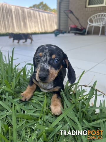 Dachshund puppies - AVAILABLE NOW - 3 Dapple, 2 black and tan