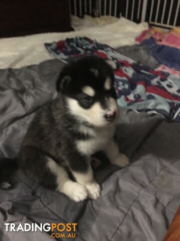Alaskan Malamute Puppies Ready for forever home now