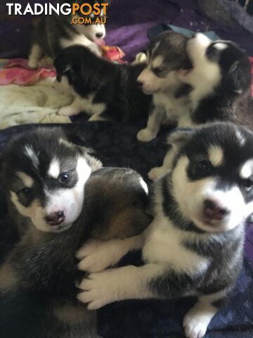 Alaskan Malamute Puppies Boys  and girls