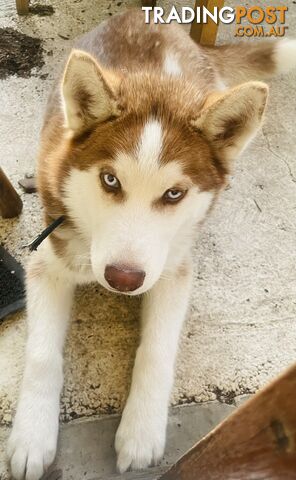 4 months old Siberian husky