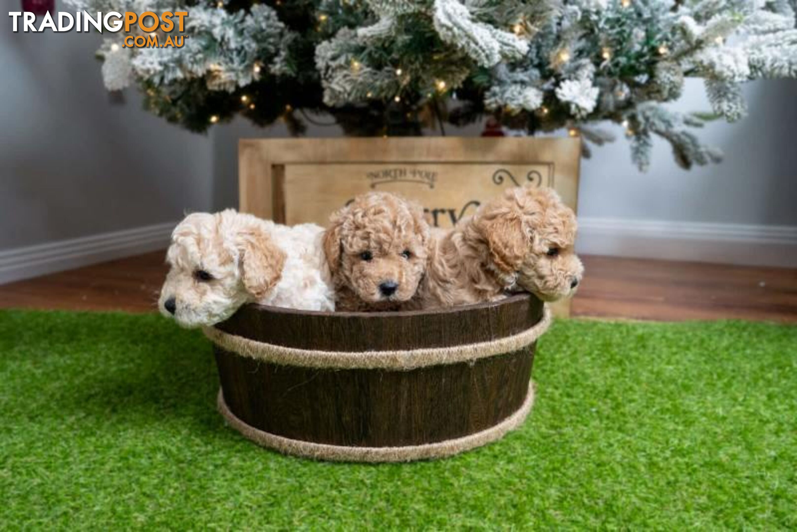 Purebred Toy Poodles - Ready 24th December