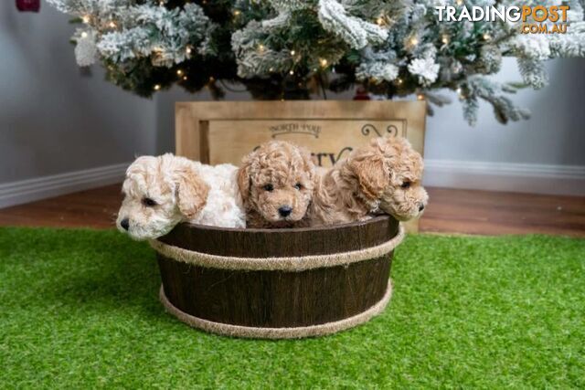 Purebred Toy Poodles - Ready 24th December