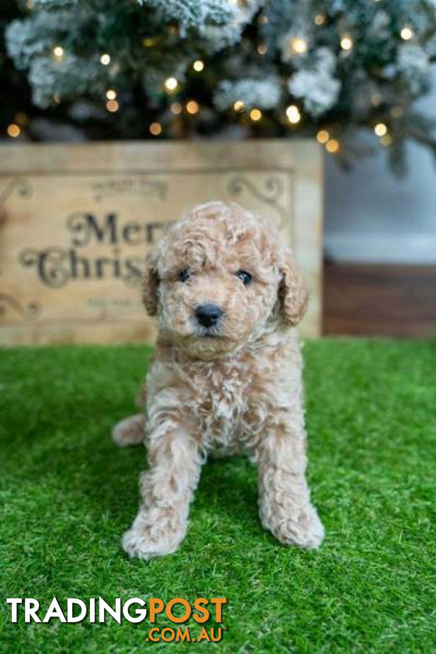 Purebred Toy Poodles - Ready 24th December