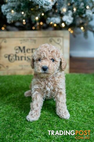 Purebred Toy Poodles - Ready 24th December