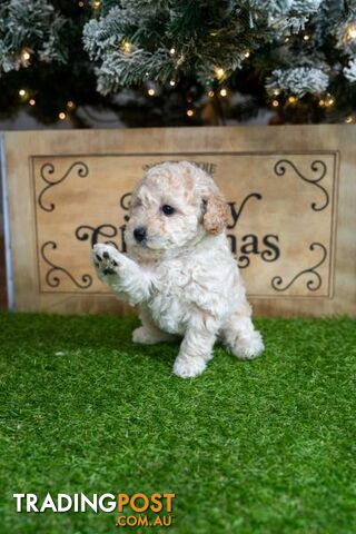 Purebred Toy Poodles - Ready 24th December