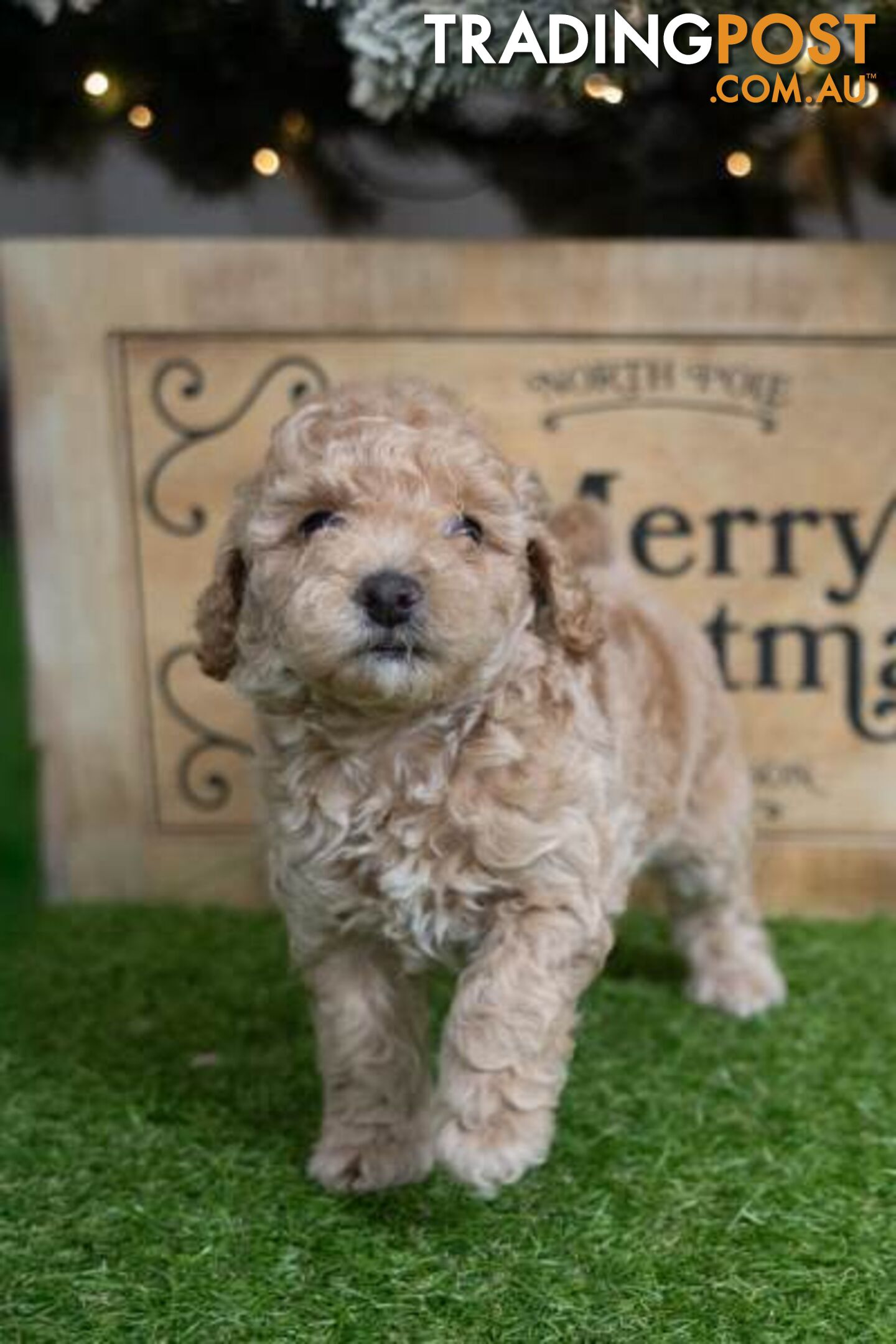 Purebred Toy Poodles - Ready 24th December