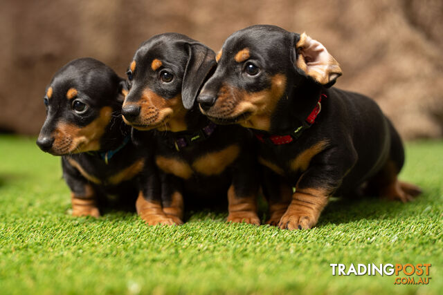 Purebred Miniature Dachshund Puppies