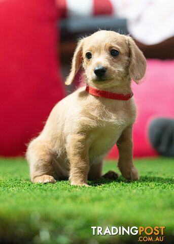 Toy Poodle cross Miniature Dachshund (Doxiepoos) *Rare