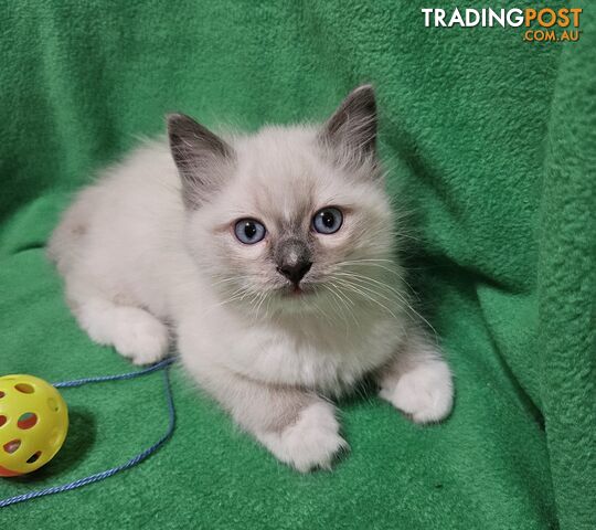 3 RARE STUNNING BEAUTIFUL PURE BRED RAGDOLLS