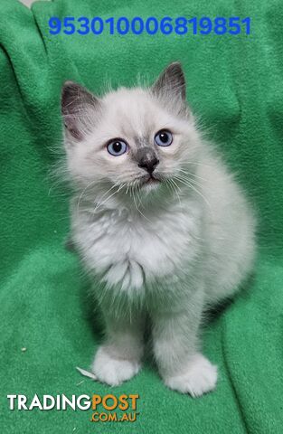 3 RARE STUNNING BEAUTIFUL PURE BRED RAGDOLLS