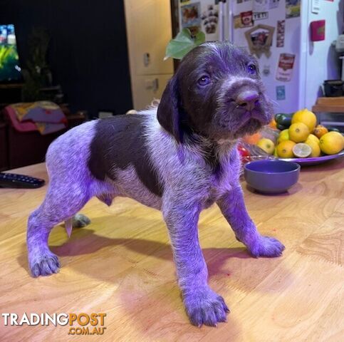 German Wirehaired Pointer Pups