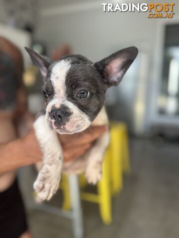 Purebred Male French Bulldog