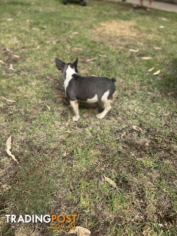 Purebred Male French Bulldog