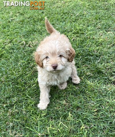 Pure Bred Toy Poodle Puppies *2 LEFT, QUICK SALE*