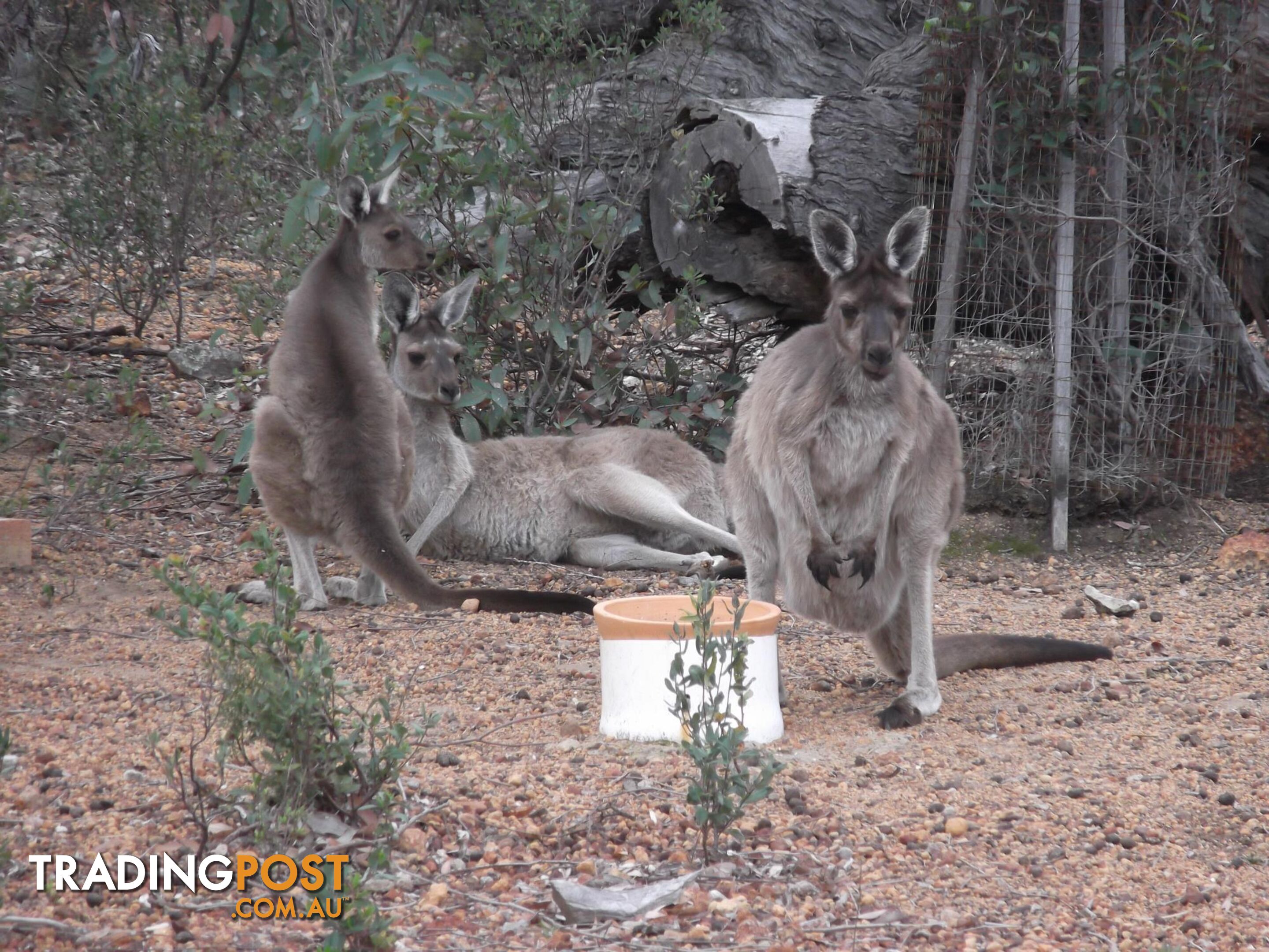 80 Ridley Circle TOODYAY WA 6566