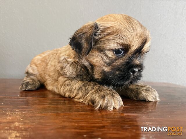 Purebred Shih Tzu