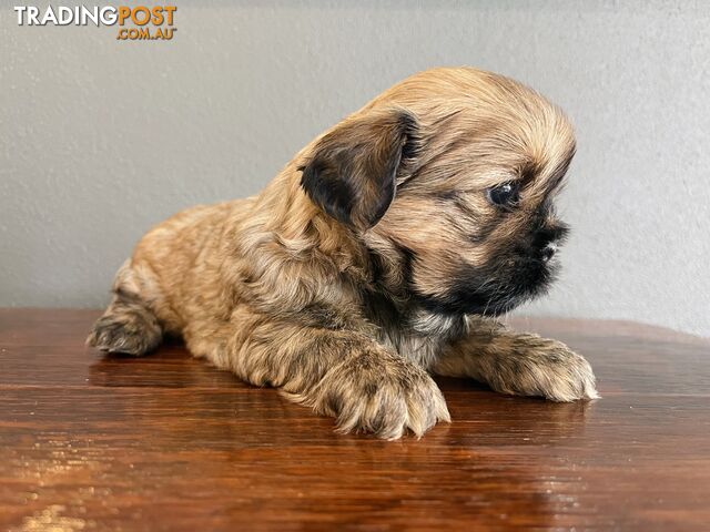 Purebred Shih Tzu