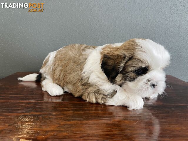 Purebred Shih Tzu