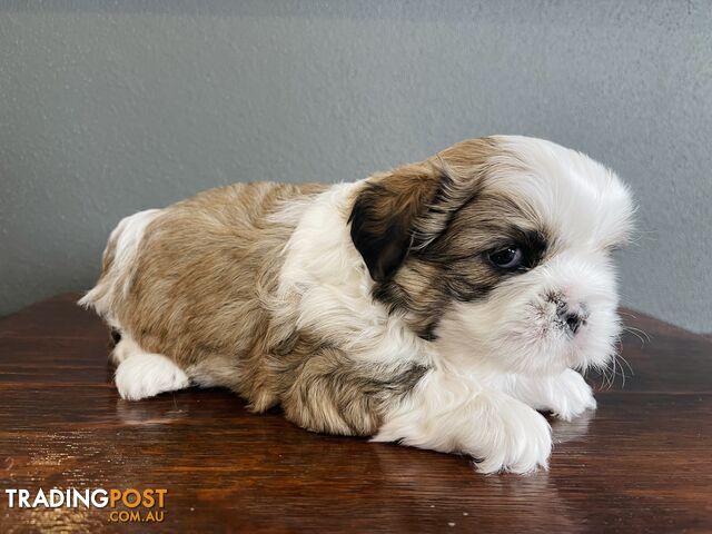 Purebred Shih Tzu