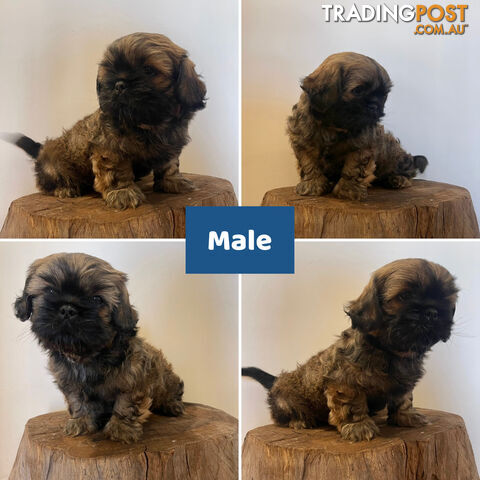 Purebred Shih Tzu