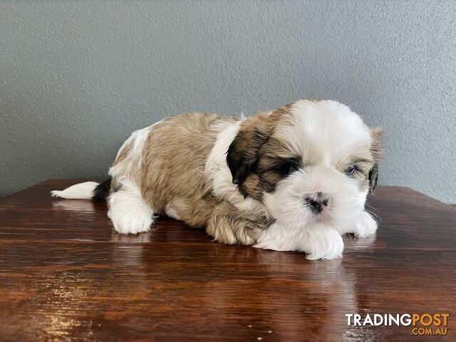 Purebred Shih Tzu