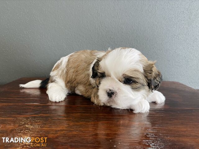 Purebred Shih Tzu