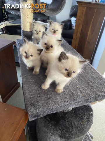 Ragdoll kittens bluepoint and chocolate (purebred)